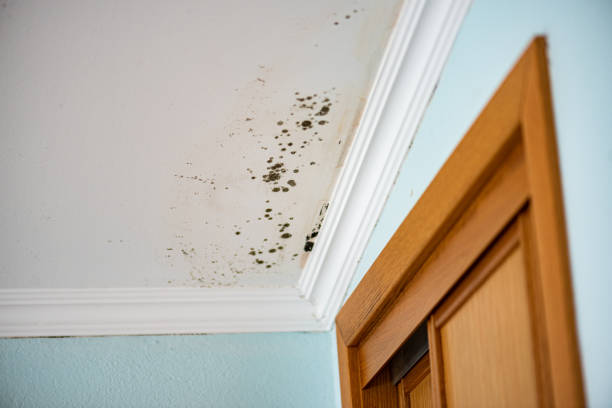 Best Certified Mold Removal  in Rathdrum, ID