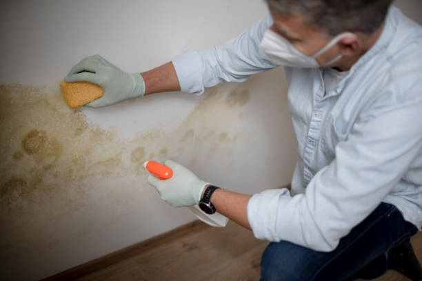 Best Mold Testing  in Rathdrum, ID