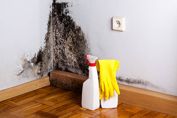 Best Mold Removal Company Near Me  in Rathdrum, ID