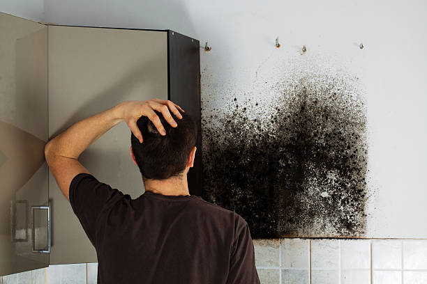 Best Commercial Mold Removal  in Rathdrum, ID