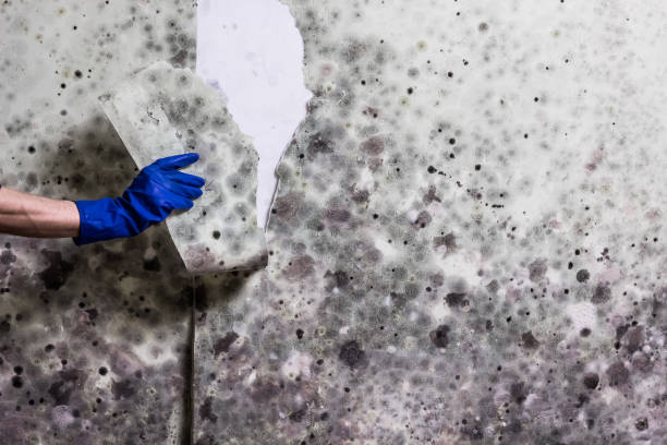 Best Local Mold Removal Service  in Rathdrum, ID
